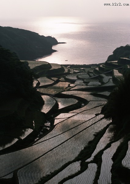 夕阳下的梯田图片