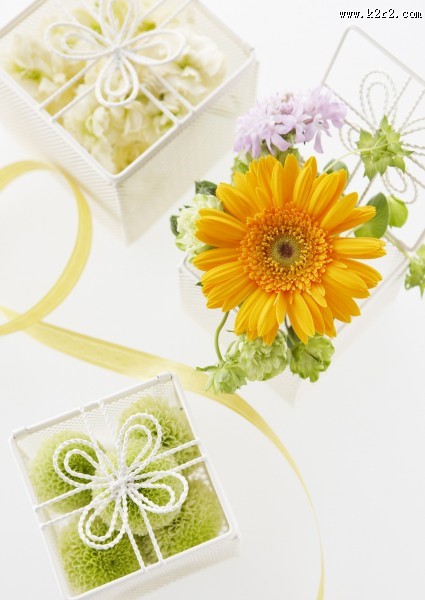 夏季花朵素材图片