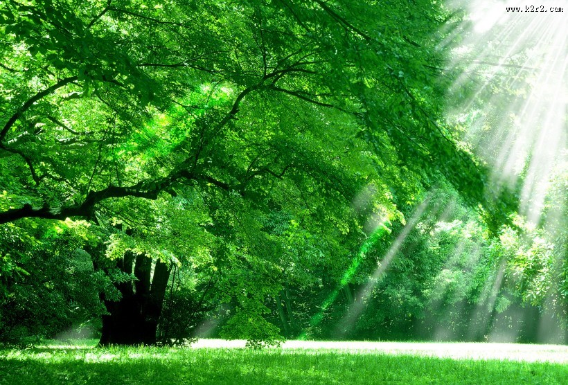 参天大树和阳光图片