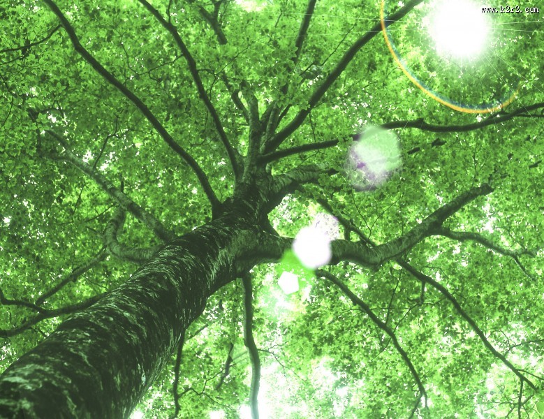 参天大树和阳光图片