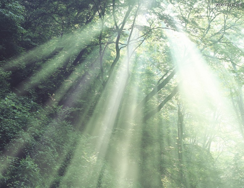 参天大树和阳光图片