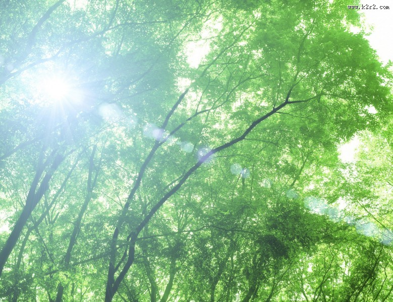 参天大树和阳光图片