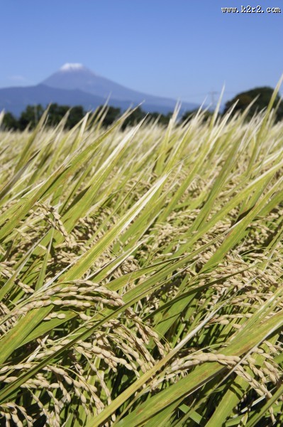 稻子图片大全