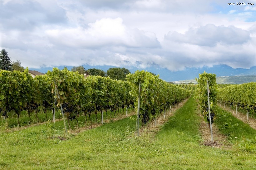 葡萄庄园图片