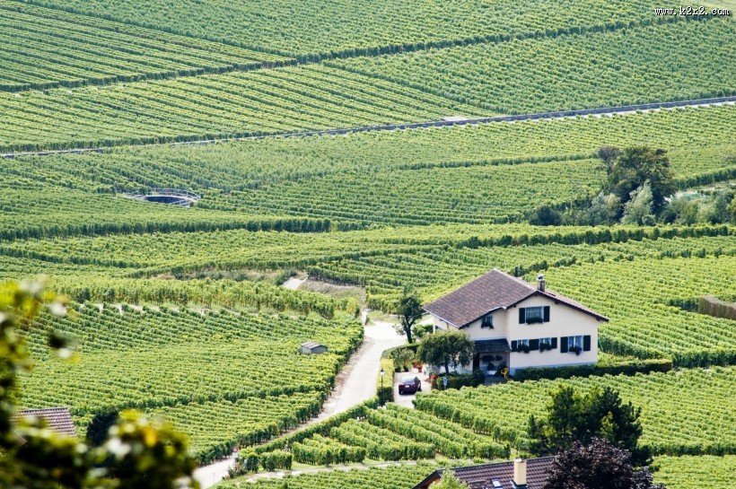 葡萄庄园图片