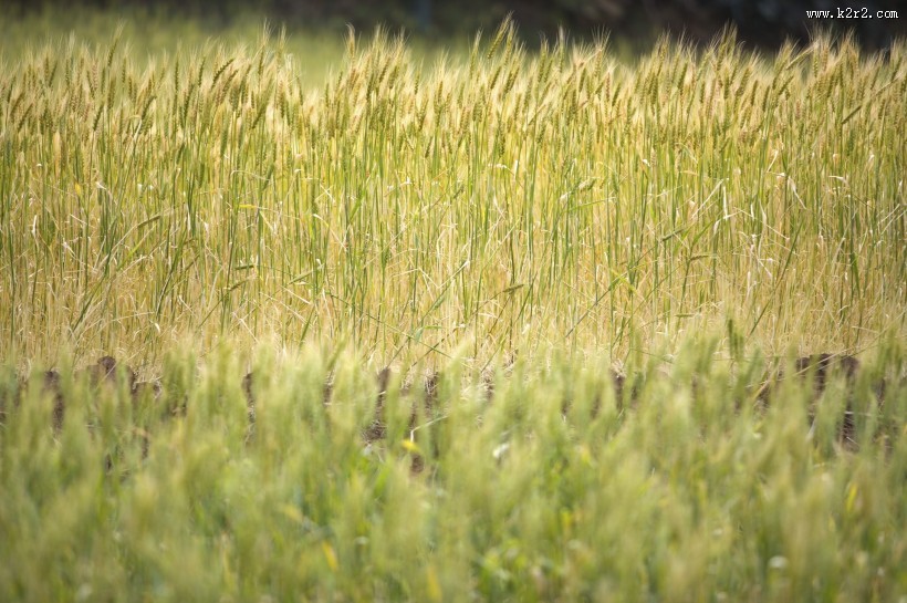 麦田图片