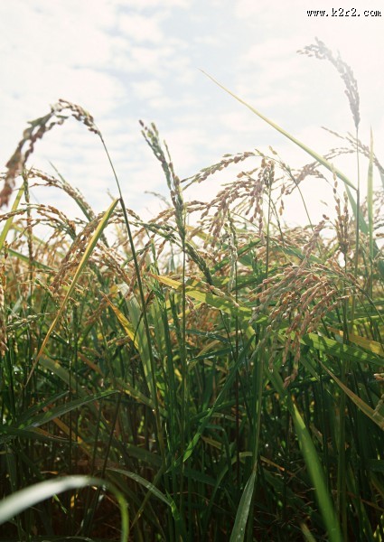 稻子图片