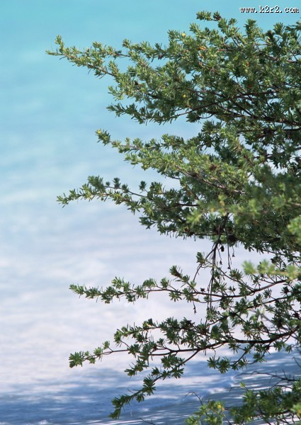 椰树海滨风景图片