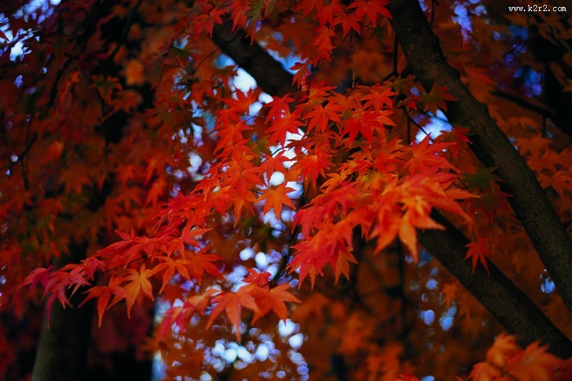 秋季风景图片大全