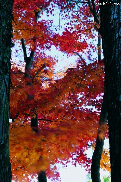 秋季风景图片大全