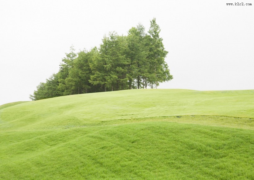 绿油油的草地图片