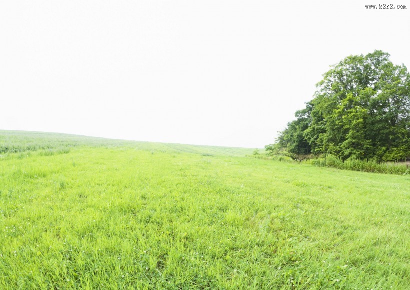 绿油油的草地图片