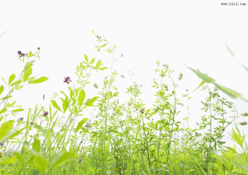 绿油油的草地图片