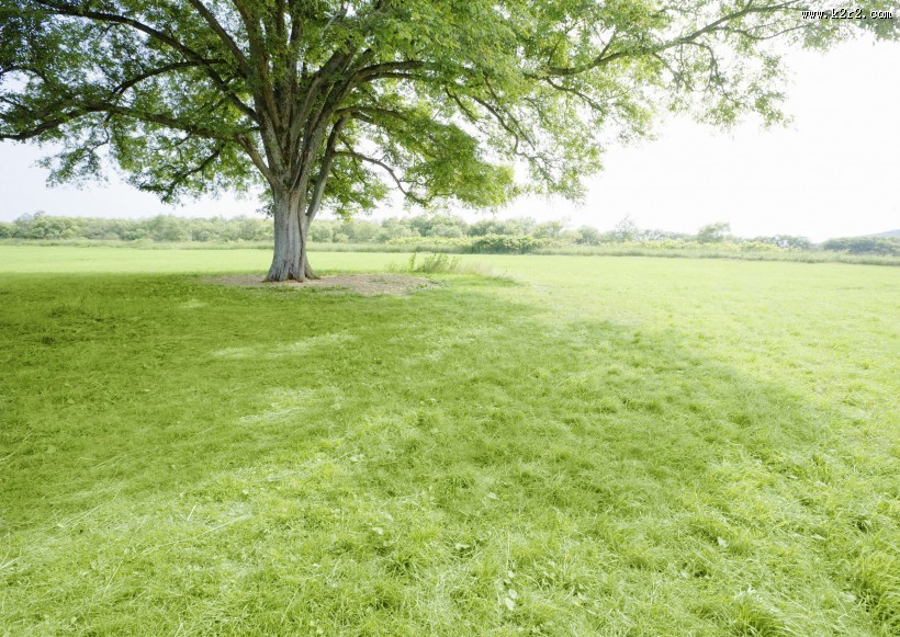 午后的阳光穿过树木图片