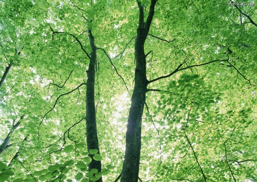 绿树遮阴图片