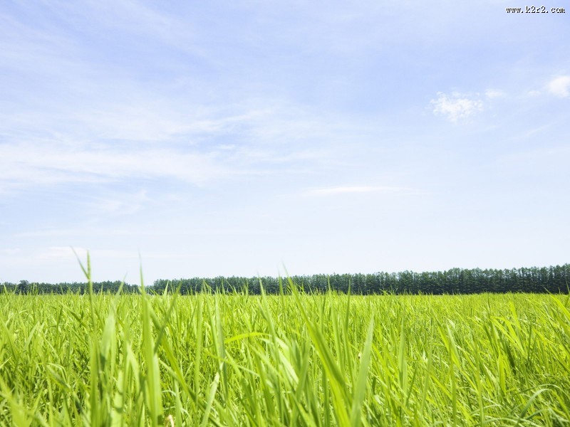 绿色草地图片
