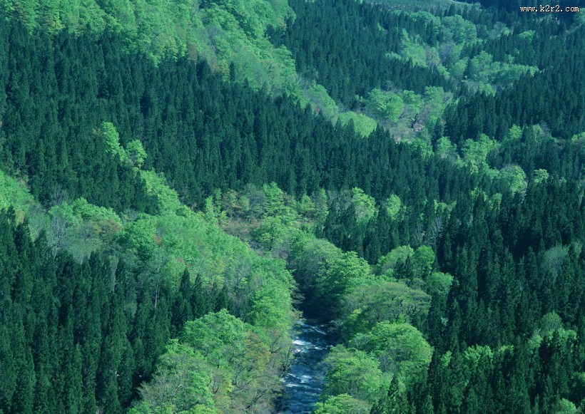 浓密的森林图片大全