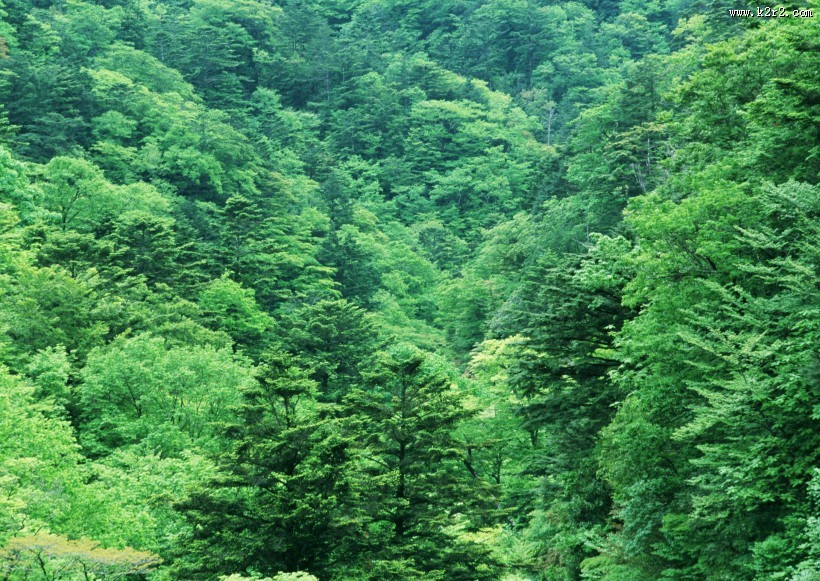 浓密的森林图片大全