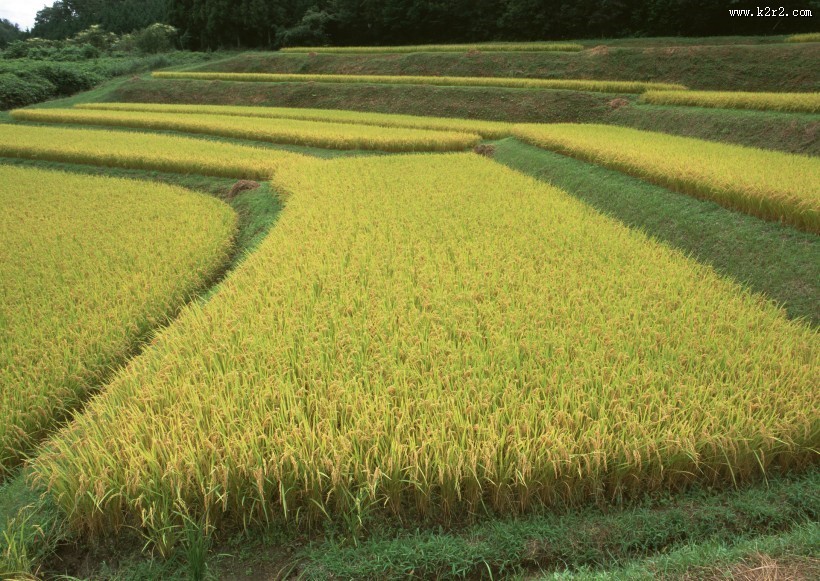 水稻稻田图片大全