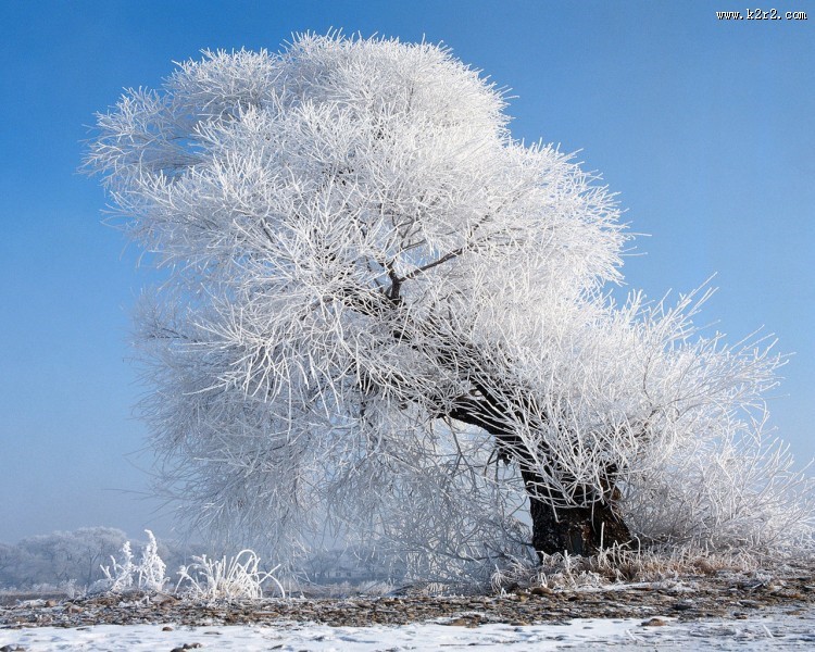 雪中树木图片