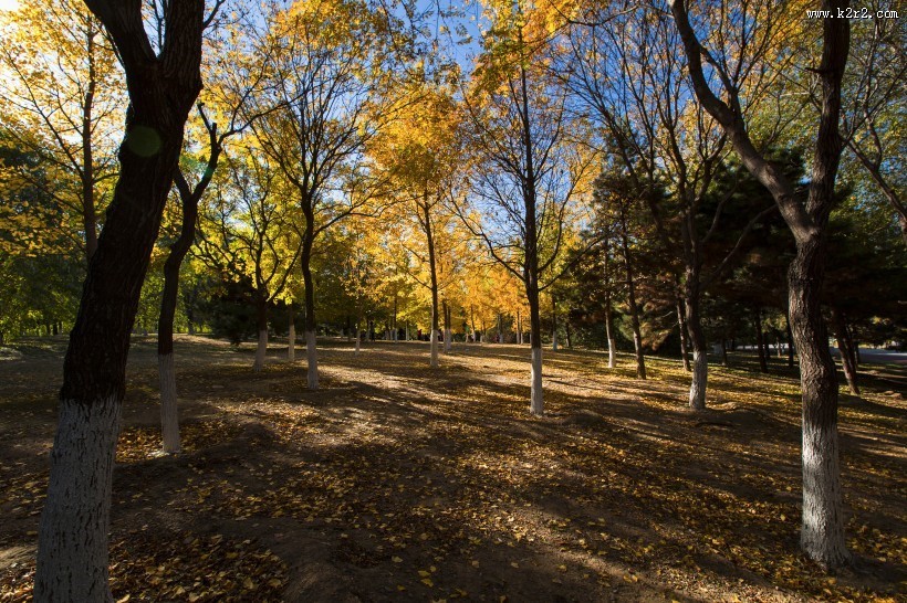 北京奥林匹克森林公园的秋天树林自然风景图片
