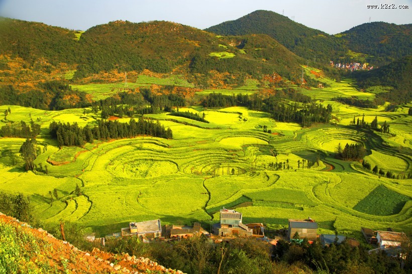 云南罗平油菜花海自然风景图片