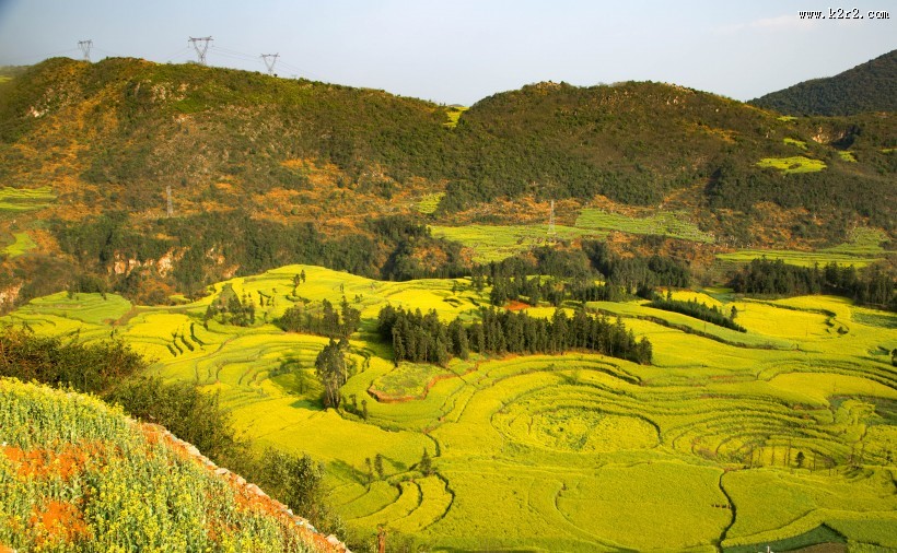 云南罗平油菜花海自然风景图片