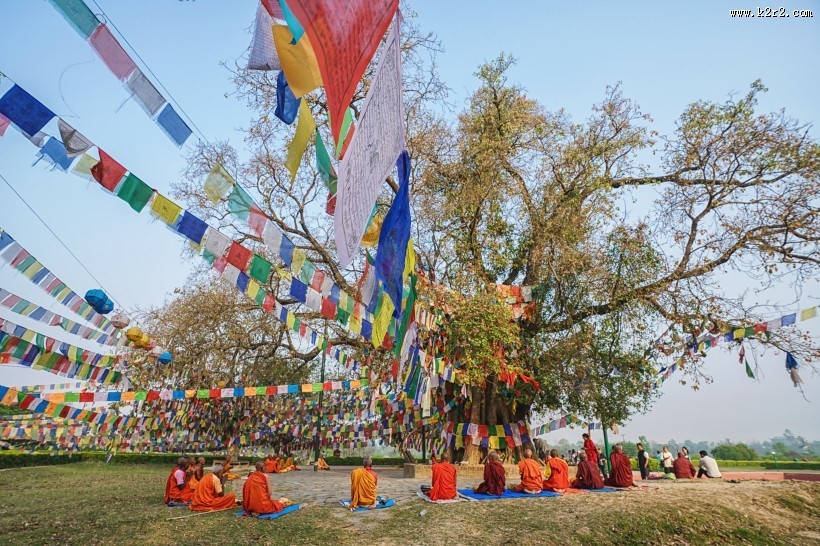 尼泊尔蓝毗尼释迦摩尼诞生地菩提树风景图片