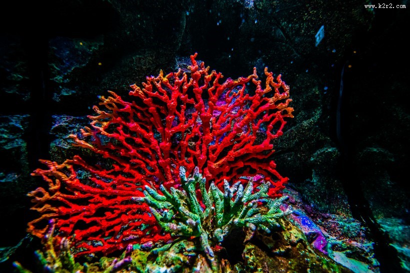 泰国曼谷海底世界图片