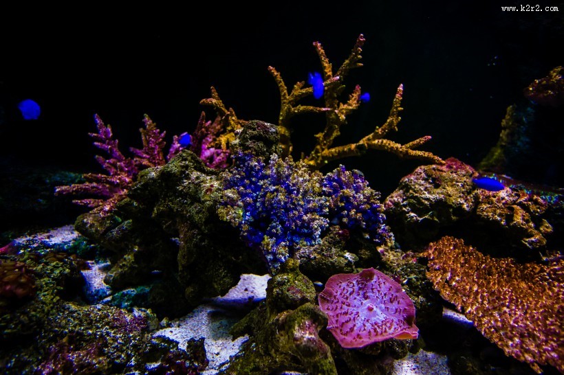 泰国曼谷海底世界图片