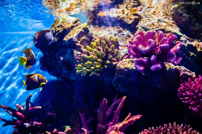 泰国曼谷海底世界图片