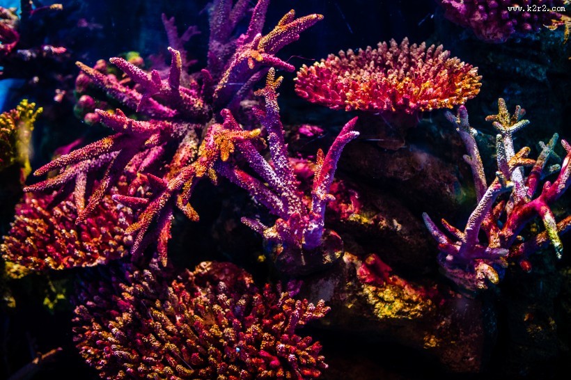 泰国曼谷海底世界图片