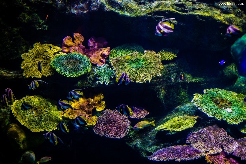 泰国曼谷海底世界图片