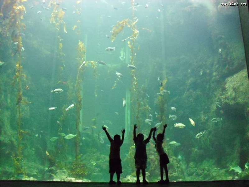 奇妙的水族馆图片大全