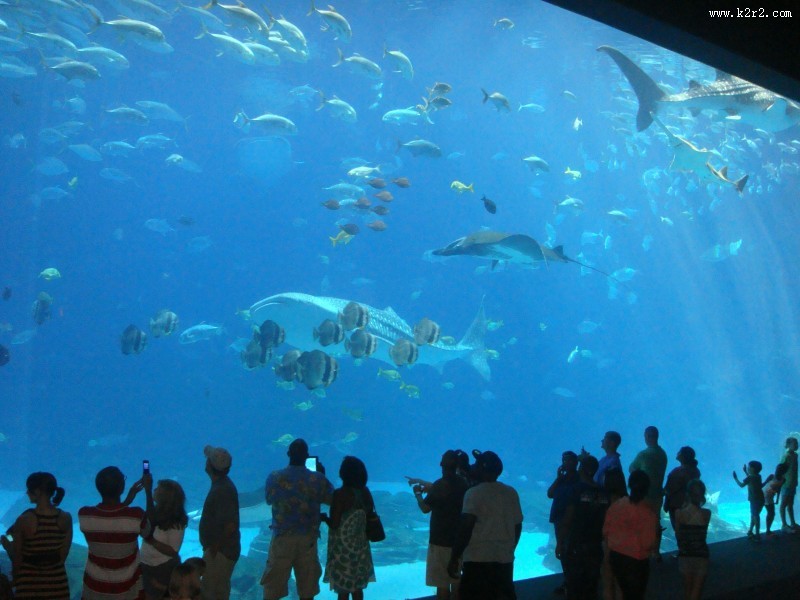 奇妙的水族馆图片大全
