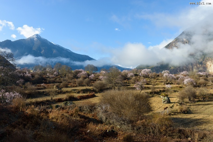 西藏林芝桃花风景图片