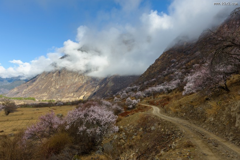 西藏林芝桃花风景图片