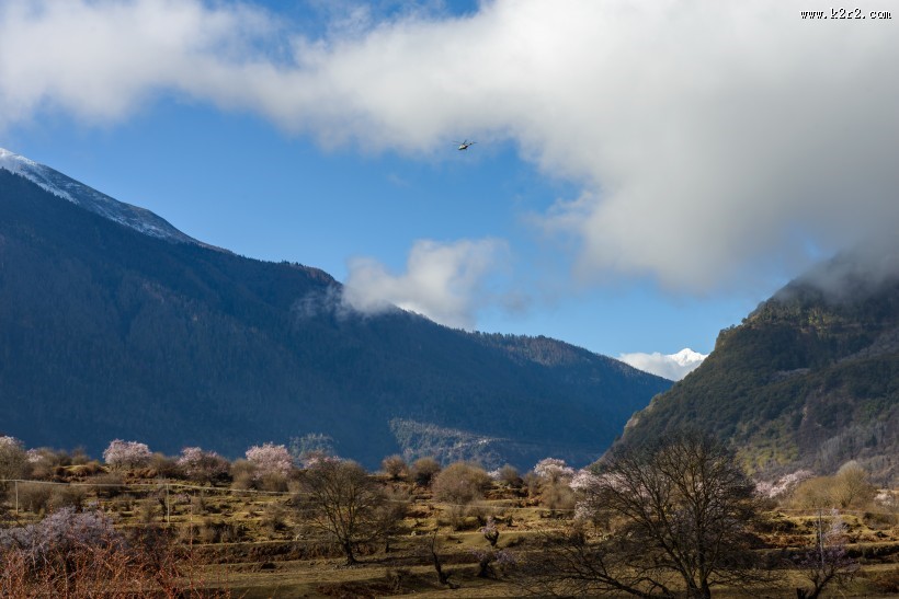 西藏林芝桃花风景图片