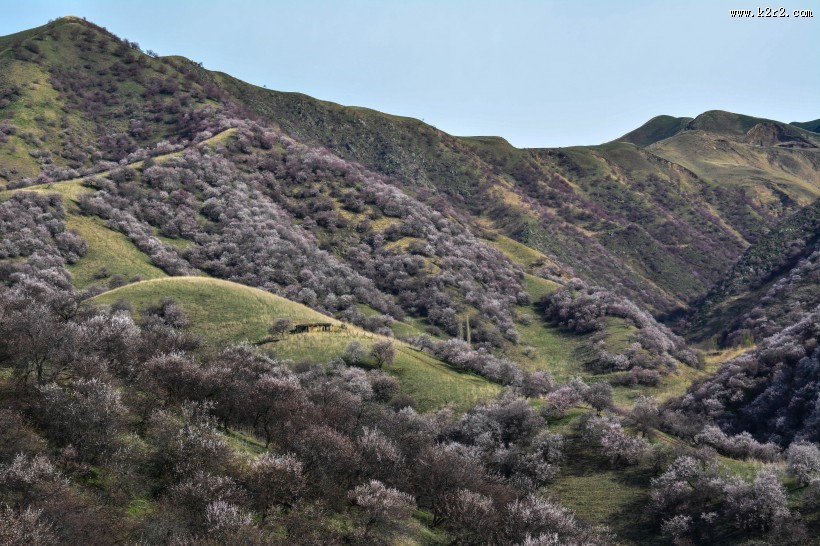 新疆吐尔根杏花沟风景图片