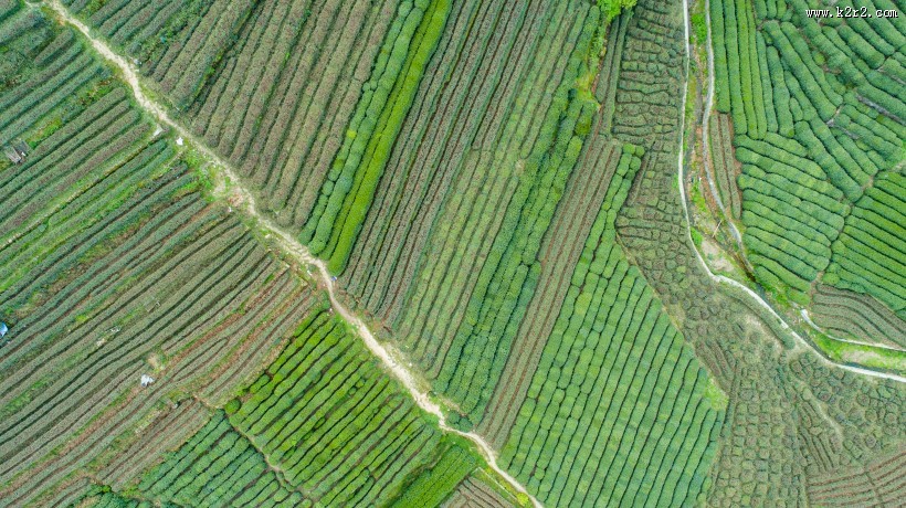 风景优美的茶园图片