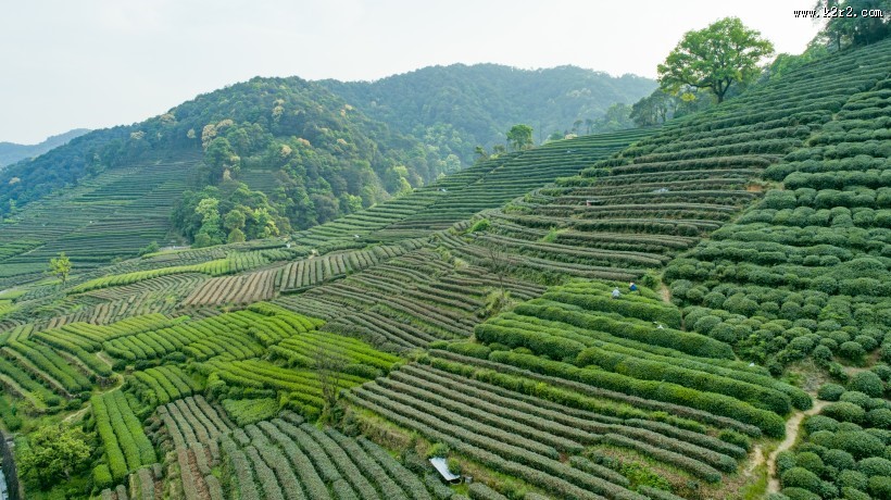 风景优美的茶园图片