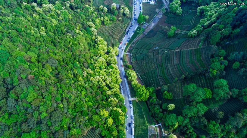 风景优美的茶园图片