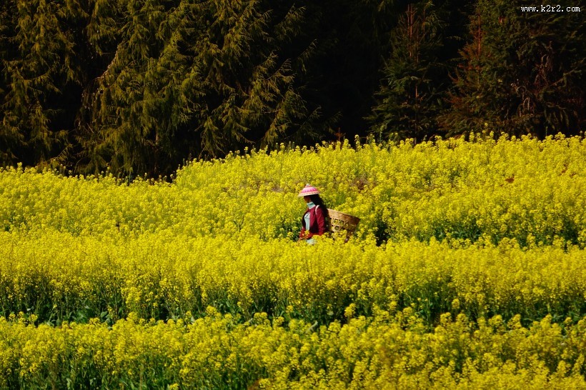云南腾冲田园风景图片大全