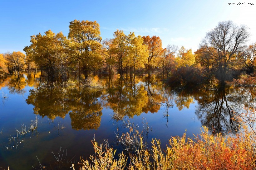 甘肃金塔胡杨林风景图片