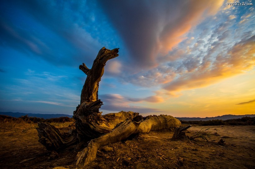 新疆木垒不朽的胡杨林风景图片