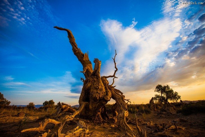 新疆木垒不朽的胡杨林风景图片