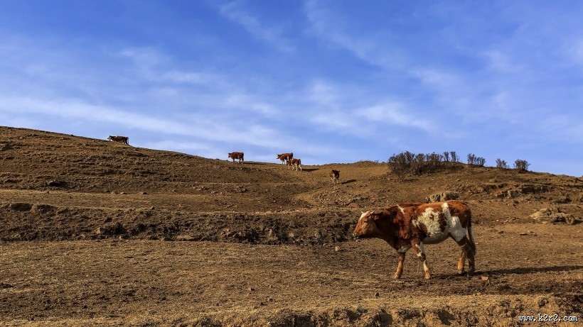 山西宁武马仑草原图片