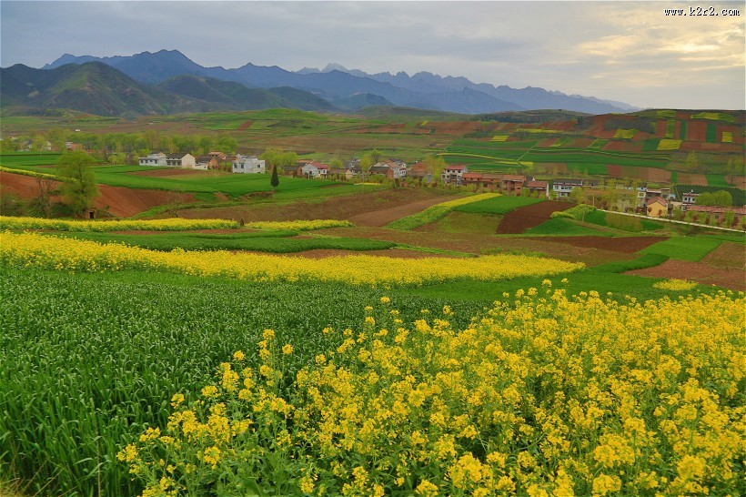 陕西西安鲍旗寨村油菜花风景图片大全