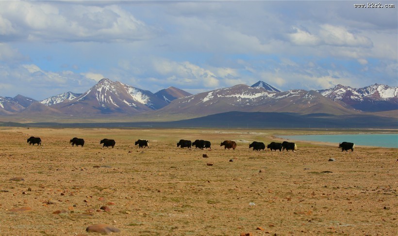 西藏班戈草原风景图片