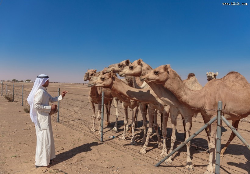 阿拉伯男人和骆驼与城市景观图片